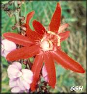 Passiflora coccinea: Oct., 1998, Guayaramerin, Bolivia
