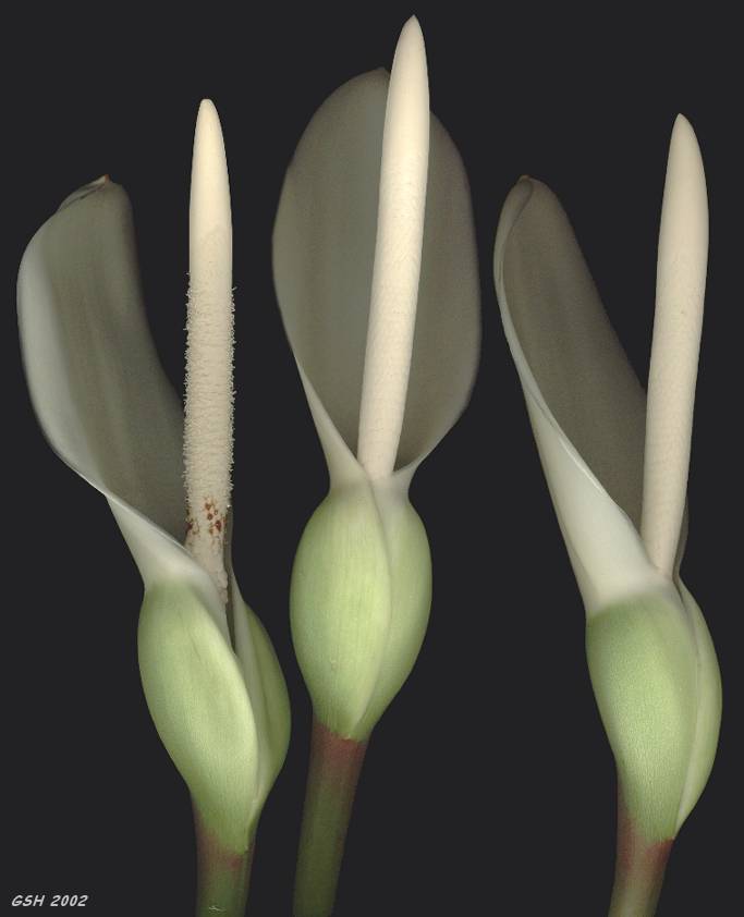 Philodendron: Nov. 29,  2001, Buenos Aires, Argentina