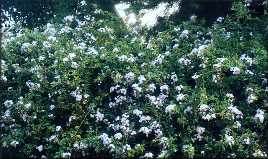   - Sky Jasmine: March 13, 2002, Villa Ballester, Buenos Aires, Argentina