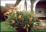 ��������� - Zoom - Ampliar: Strelitzia reginae, Oct. 2001, Buenos Aires