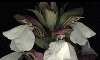 - acanthus, bear's breech - acanto, cucaracha