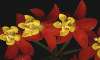  - milkweed, Asclepias