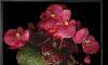  - begonia - flor de azucar