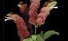  - shrimp plant - planta camaron