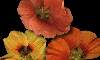  - nasturtium - capuchina 