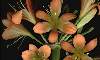  - livia, Kafir Lily