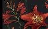 crocosmia - 