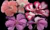  - geranium - geranios