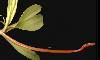  - hedychium