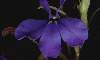  - lobelia