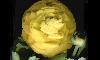   - crowfoot - marimonia
