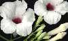  - pandorea, bower vine - trompeta (bignonia) blanca