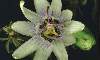  - passionflower - pasionaria