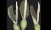  - philodendron