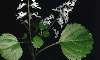  - plectranthus, swefish ivy, oregano cubano