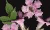  - pink trumpet vine, podranea - trompeta (bignonia) rosada 
