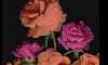  - portulaca
