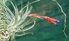  -Tillandsia - Clavel del aire