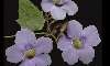   - blue thunbergia