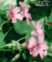 Oxalis auriculata    - from my patio