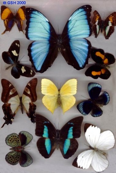 Tropical butterflies from my peruvian collection