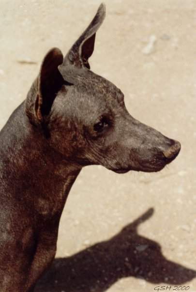 The famous Moche' hairless dogs came to us from depth of pre-christian epoch. This brave sunburnt macho dwells in the neighborhood of the Temples of the Moon and the Sun near Trujillo - Este macho bravo bronseado por el sol vive al lado de boleteria de las Hucas de Luna y Sol en cercanias de Trujillo
