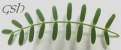     () Acacia caven' secondary leaf (amplified)