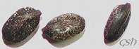    () - Acacia caven' seeds (amplified)