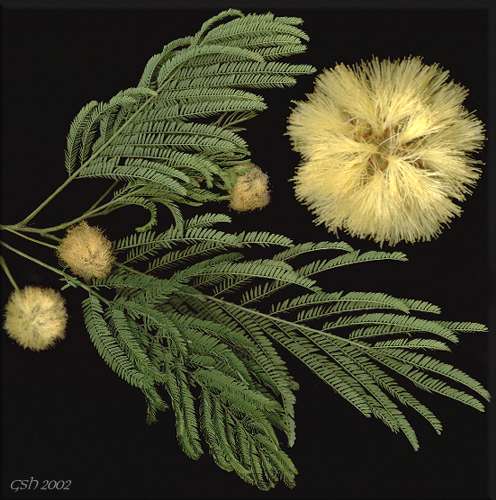  Acacia melanoxylon - : March 23. 2002, Villa Ballester, Buenos Aires, Argentina
