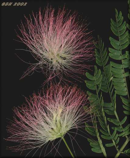   - Silk Tree: Mar. 2, 2002, Villa Ballester, Buenos Aires, Argentina