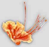   Caesalpinia pulcherrima flower