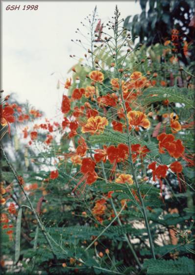  Caesalpinia pulcherrima - Barbados Pride: Nov. 1998, Santa Ana, Beni, Bolivia