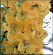  - Zoom - Ampliar: Cassia fistula - Golden Shower, Nov. 1998, Rurrenowake, Beni, Bolivia