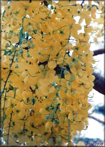  " " Cassia fistula - Golden Shower, Nov. 1998, Rurrenowake, Beni, Bolivia