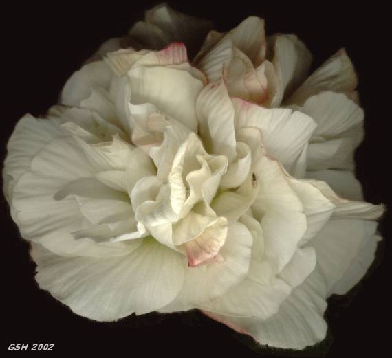 Blooming, 1st day: Apr. 10, 2002. Villa Ballester, Gran Buenos Aires, Argentina