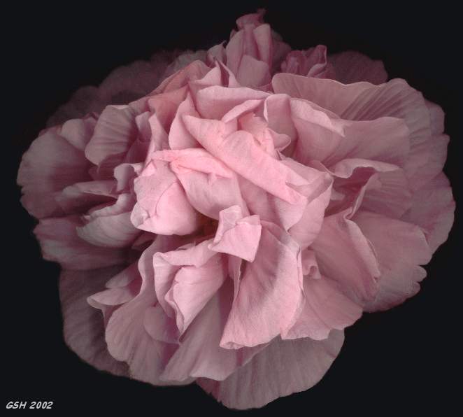 Confederate Rose blooming, 2d day: Apr. 9, 2002. Villa Ballester, Gran Buenos Aires, Argentina