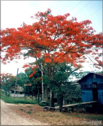 Delonix regia - Flame Tree: Nov. 1, 1998, Puerto Villa Rroel, Chaparre, Bolivia