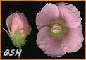 Hibiscus indicus:  - zoom - ampliar