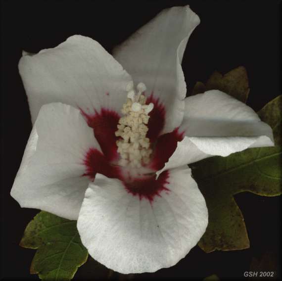 Hibiscus syriacus: Apr. 23, 2002. Villa Ballester, Gran Buenos Aires, Argentina