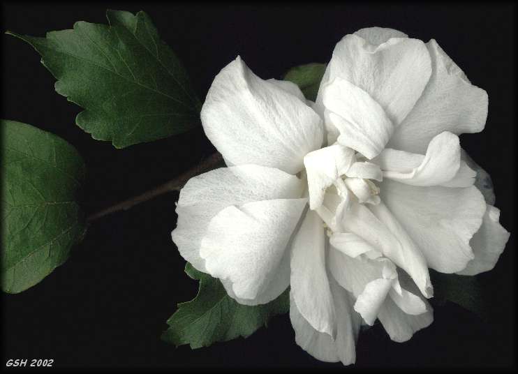 Hibiscus syriacus: Mar. 13, 2002. Villa Ballester, Gran Buenos Aires, Argentina