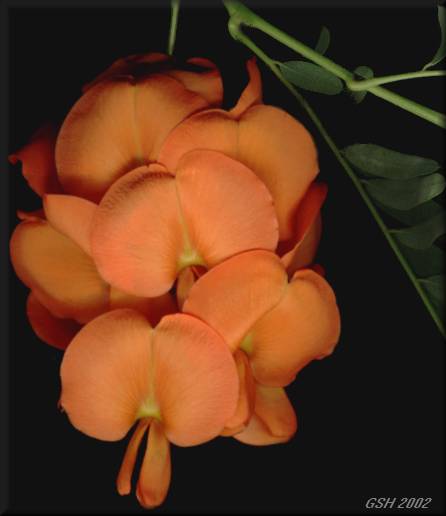 ��������� Sesbania punicea - Scarlet Wisteria: Feb. 18, 2002, Villa Ballester, Buenos Aires, Argentina
