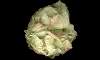     - double form before blooming
