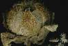  ,   - Hibiscus indicus seeds