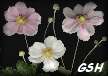  - Zoom - Ampliar: Anemone japonica