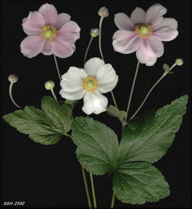 Anemone japonica from my patio, Apr. 4, 2002, Villa Ballester, Buenos Aires, Argentina