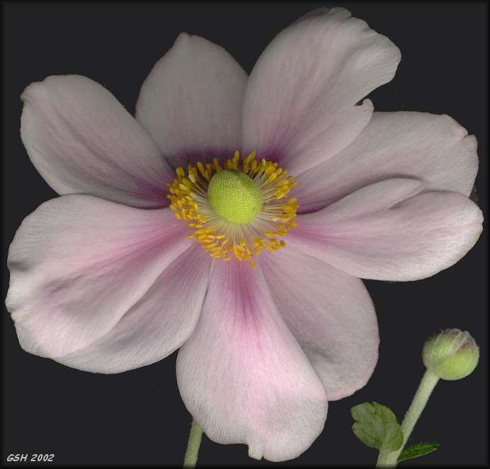 Anemone japonica from my patio: Apr. 4, 2002, Villa Ballester, Buenos Aires, Argentina