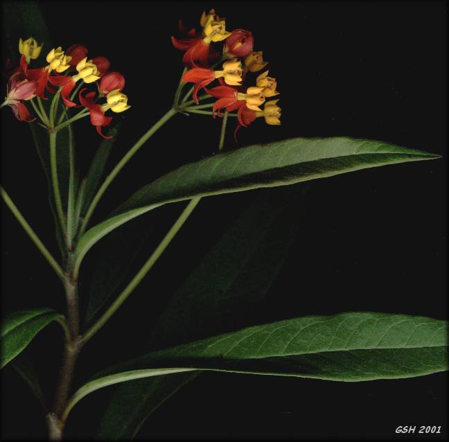 Asclepias curassavica: Dec. 18, 2002, Villa Ballester, Buenos Aires