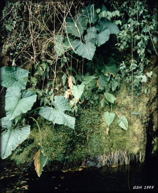 olocasia esculenta near the waterfall: 1999, Coroico, Nor Yungas, Bolivia