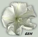 Ipomoea alba 9 cm: Apr. 2, 2002, Villa Ballester, Buenos Aires