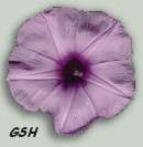 Ipomoea cairica, 6 cm: Apr. 21, 2002, Villa Ballester, Buenos Aires